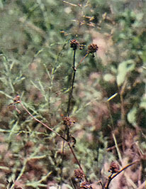 Harvest the brown heads of red clover for seed.